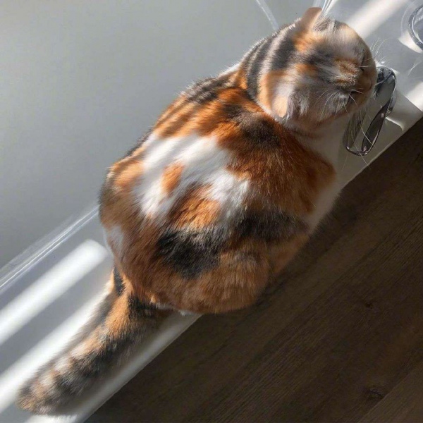 可爱猫咪头像/分享有猫的快乐