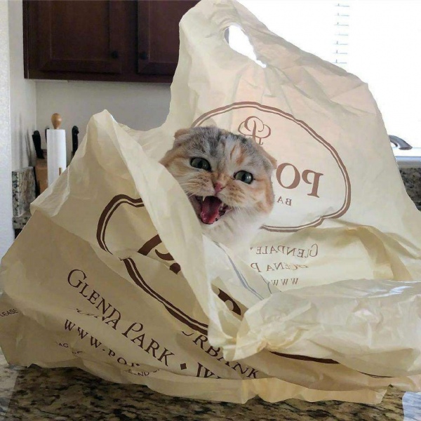 可爱猫咪头像/分享有猫的快乐