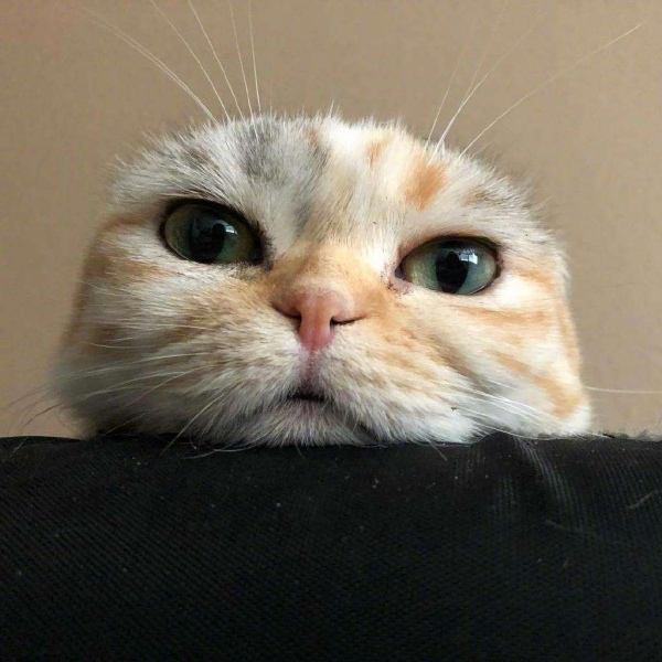 可爱猫咪头像/分享有猫的快乐