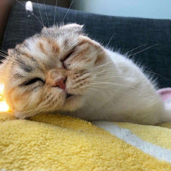 可爱猫咪头像/分享有猫的快乐