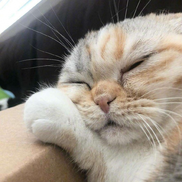 可爱猫咪头像/分享有猫的快乐