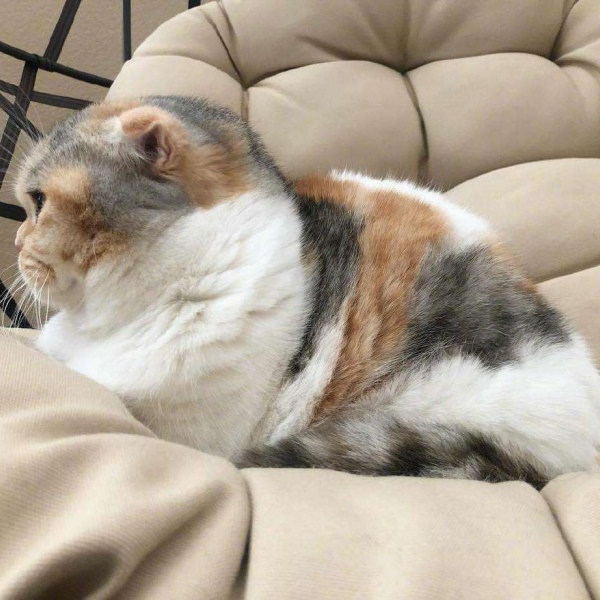 可爱猫咪头像/分享有猫的快乐