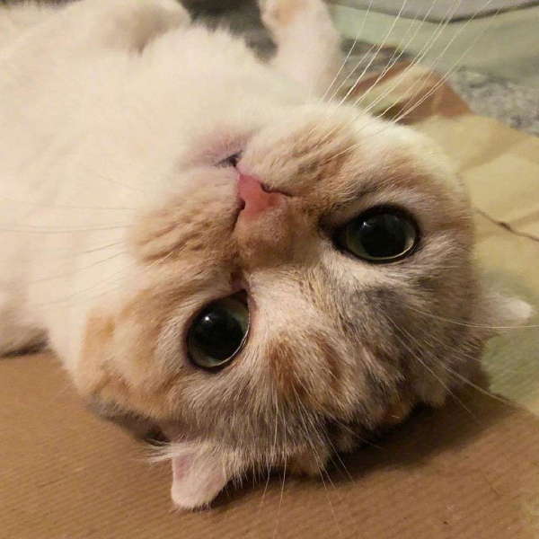 可爱猫咪头像/分享有猫的快乐