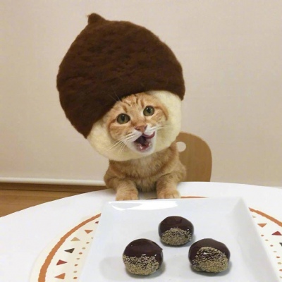 猫咪与食物  萌宠头像  ins:kibimomo ?