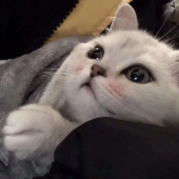 可爱猫咪头像/可可爱爱 没有脑袋.