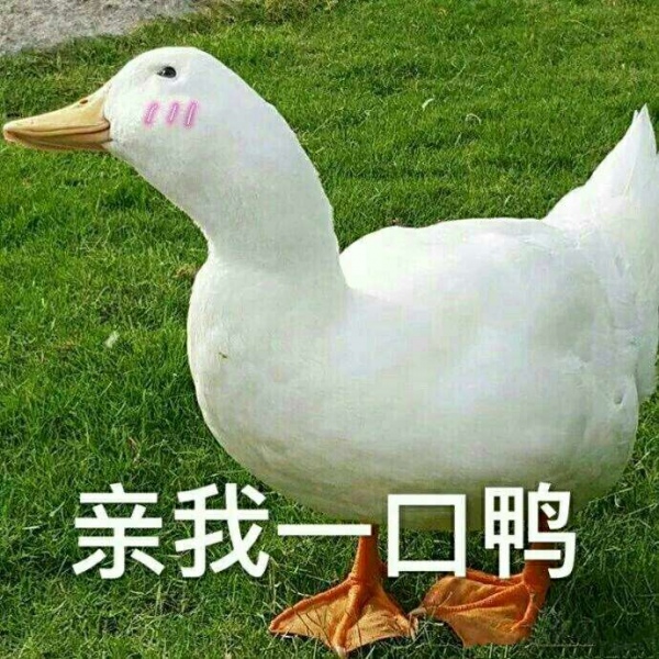 芯儿   沙滩小白鸭表情包