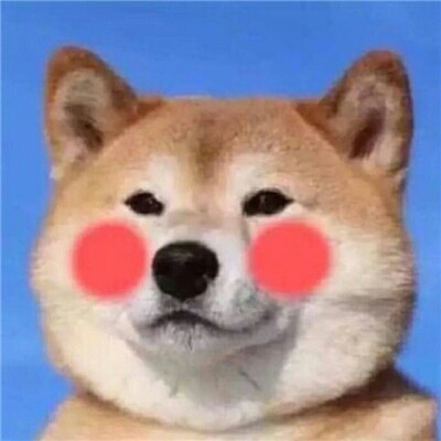 /萌宠/可爱头像.