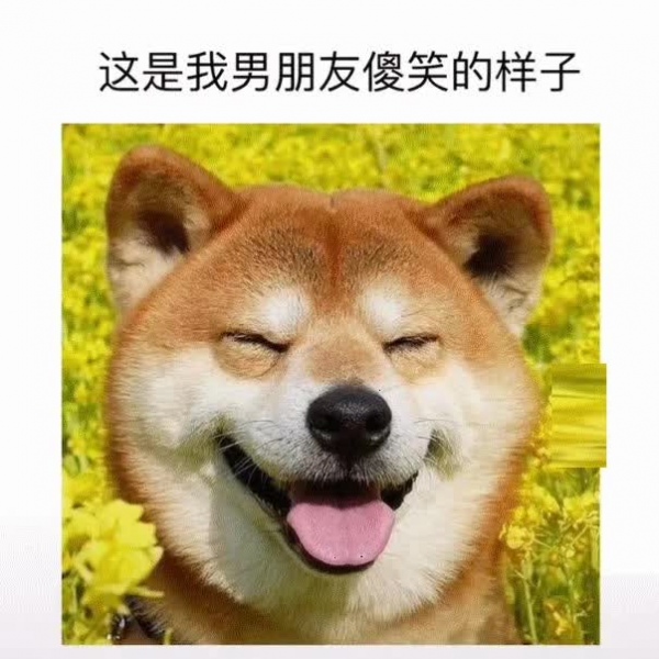 可爱狗狗头像  软糖/自截 抱走留心心mua 勿盗发 谢～@小熊是软糖°