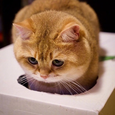 可爱橘猫头像/橘猫Hosico