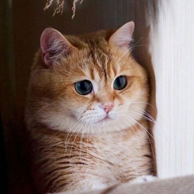 可爱橘猫头像/橘猫Hosico