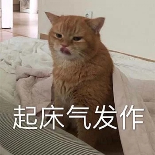 林一笑/可爱又有沙雕气质的猫咪表情包