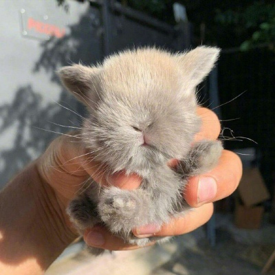冷澈/蠢萌蠢萌的兔子头像//