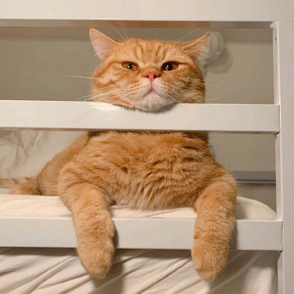 橘猫/猫咪头像/胖橘先生。