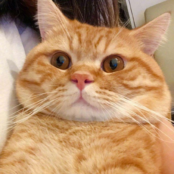 橘猫/猫咪头像/胖橘先生。
