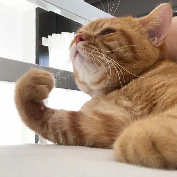 橘猫/猫咪头像/胖橘先生。