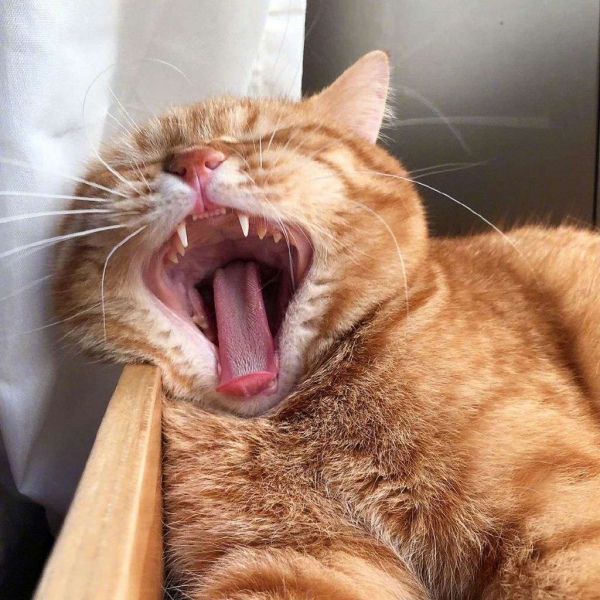 橘猫/猫咪头像/胖橘先生。