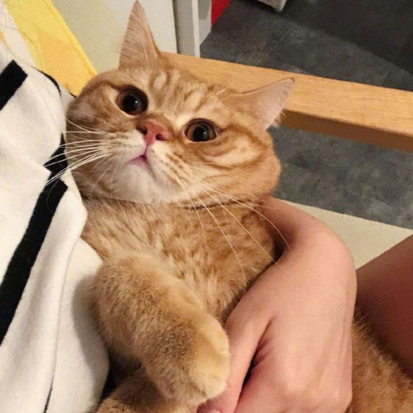 橘猫/猫咪头像/胖橘先生。