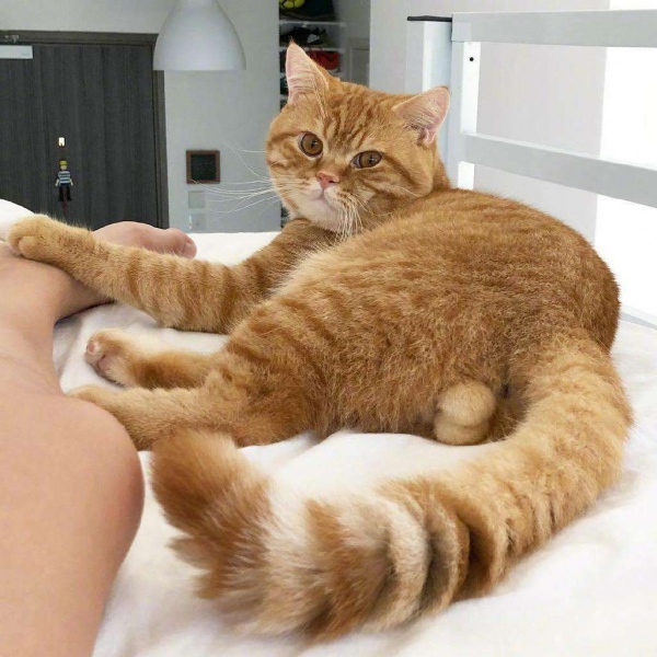 橘猫/猫咪头像/胖橘先生。