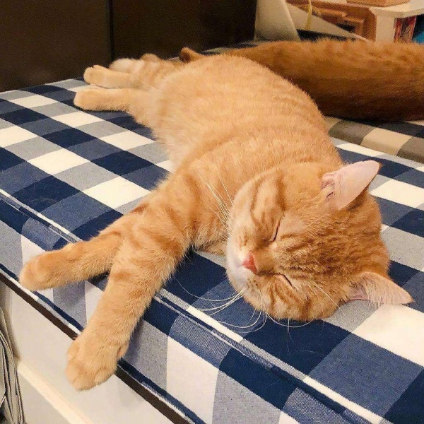 橘猫/猫咪头像/胖橘先生。