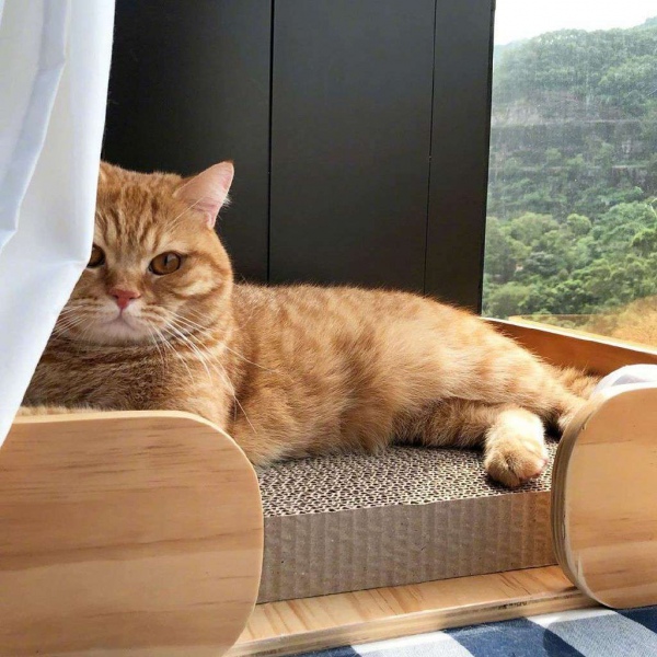 橘猫/猫咪头像/胖橘先生。