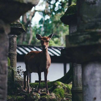 洛白:动物头像（高贵 优雅 鹿 动物）