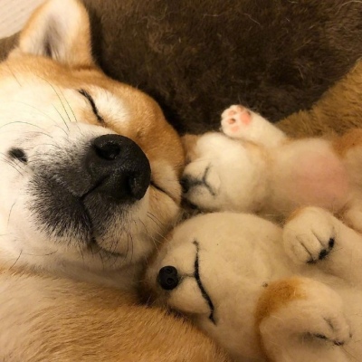 柴犬头像/你咋害不睡捏