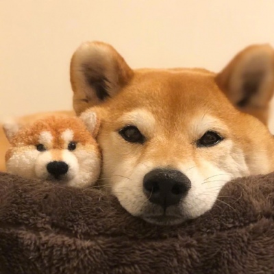 柴犬头像/你咋害不睡捏