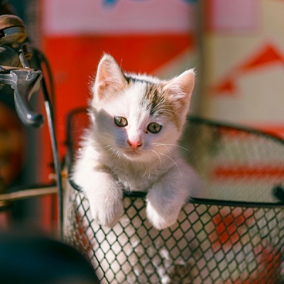 七七～猫星人。