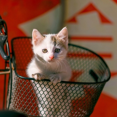 七七～猫星人。
