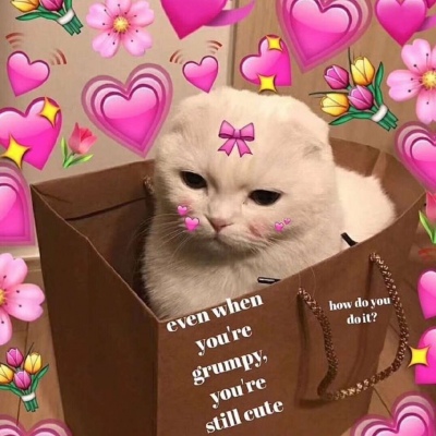 猫咪爱心头像/10s点赞收获恋爱运