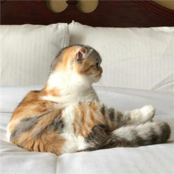 沈曦：可爱猫咪头像