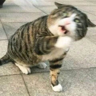 宠物沙雕头像