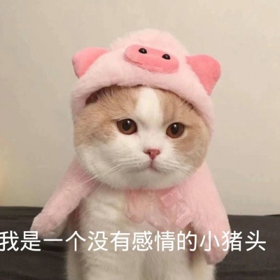 萌宠微信头像  人家是小兔叽