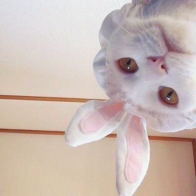 萌宠微信头像  人家是小兔叽
