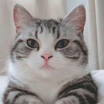 猫咪/动物   你脖子真可爱 上面顶个猪脑袋