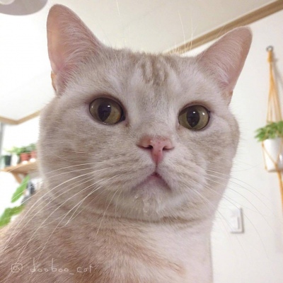 猫咪头像，吸一口猫气