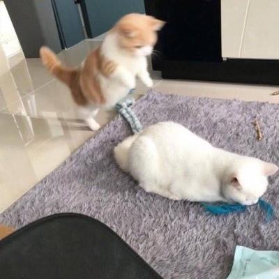 想做我的猫吗