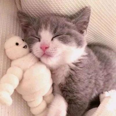想做我的猫吗
