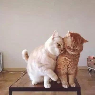 想做我的猫吗