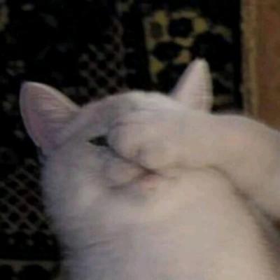 猫咪宝贝头像