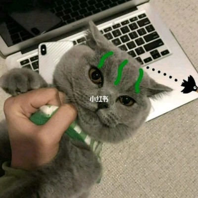 允言：可爱萌宠猫咪头像/春天适合努力和拥抱