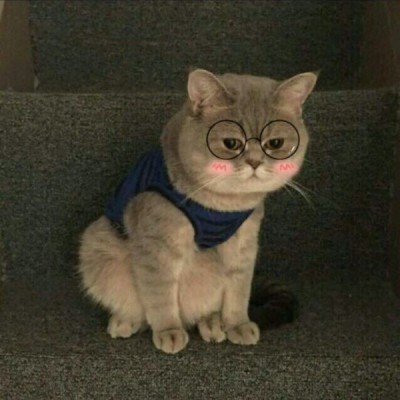 允言：可爱萌宠猫咪头像/春天适合努力和拥抱