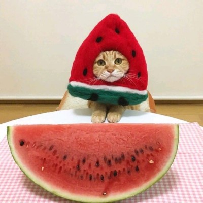 敲可爱猫头.爱自己是终身浪漫的开始.