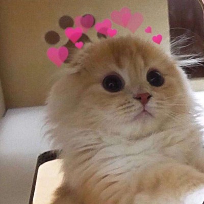 寻欢/2019猫头/猫猫很可爱可我喜欢狗