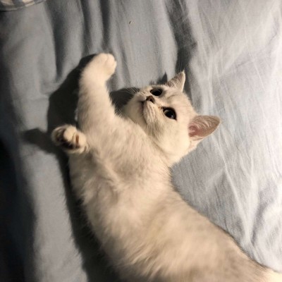 寻欢/2019猫头/猫猫很可爱可我喜欢狗