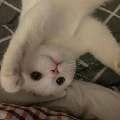 弃甜：铲屎官！朕的猫粮去哪啦？