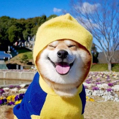 日本微笑柴犬