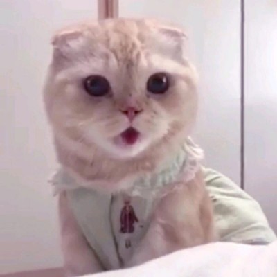 允言：超级可爱的小喵咪集（爱猫人士福利）