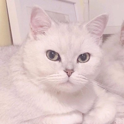 允言：超级可爱的小喵咪集（爱猫人士福利）