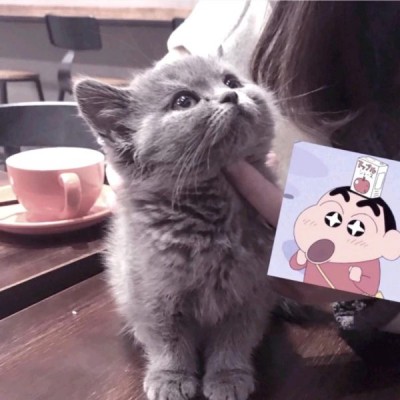 允言：超级可爱的小喵咪集（爱猫人士福利）